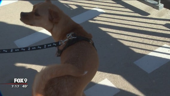 Dog Days at St. Paul Saints game