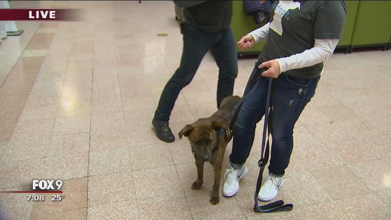 Doggie Depot at St. Paul Union Depot
