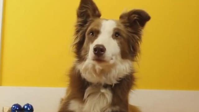 Bow Wow Film Festival puts dogs in the limelight