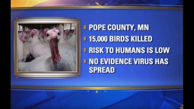 BIRD FLU: 40 countries ban Minnesota turkeys