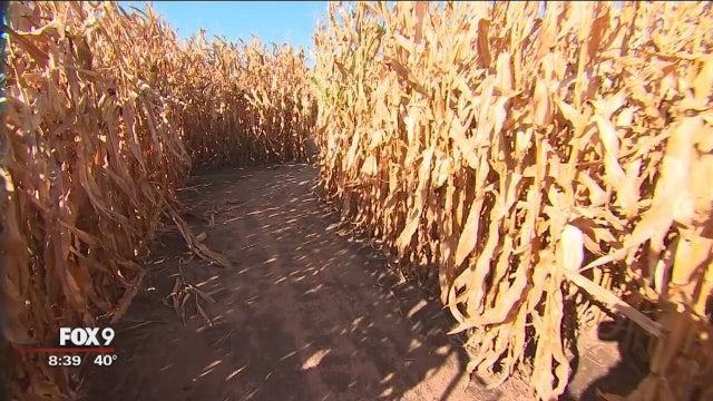 Harvest Festival corn maze