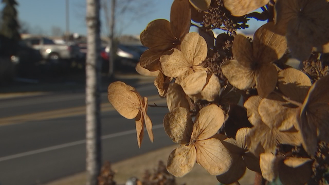 Unique weather conditions make for longer, tough allergy season