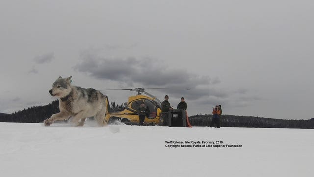 4 Canadian wolves relocated to Isle Royale on Lake Superior