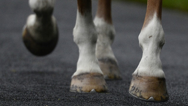 Wadena County horse recovering after testing positive for West Nile virus