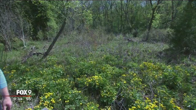 Find wildflowers in middle of Minneapolis