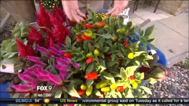 Perfect autumn planters for your doorstep