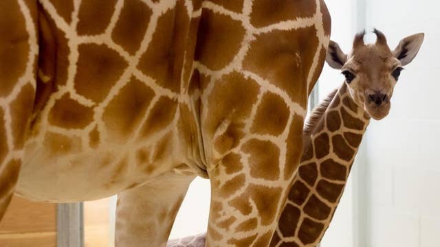 PHOTOS: Como Zoo's new baby animals