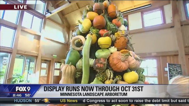 See 150 kinds of pumpkins + squash at the Minn. Landscape Arboretum