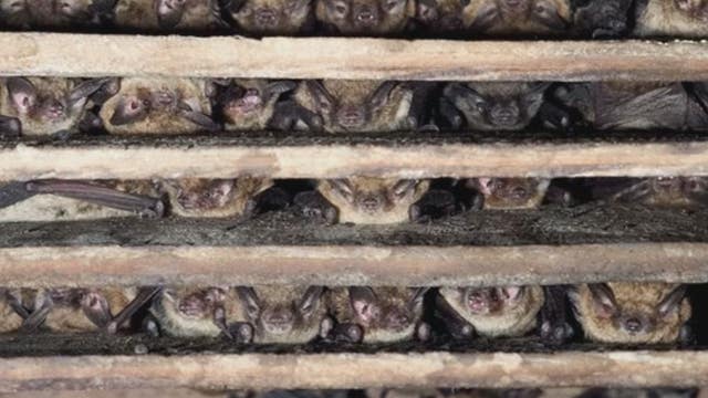 Build houses for bats in honor of Bat Week