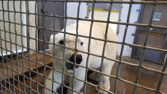 BEAR WEEK: Up close with polar bears at Como Zoo