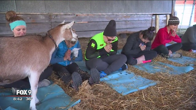 'Goat yoga' comes to Twin Cities
