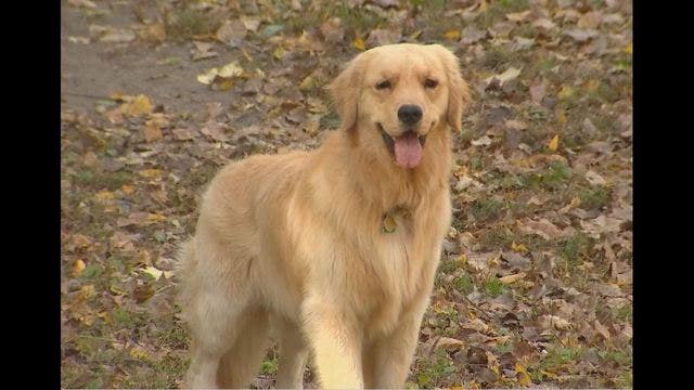 Pet owners turn to cannabis products for ailing dogs