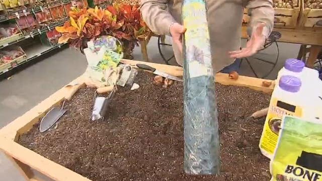 Fall bulbs bring spring flowers