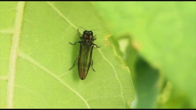 Emerald ash borer discovered in Sherburne County
