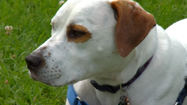 How to keep your pet safe amid June heat wave