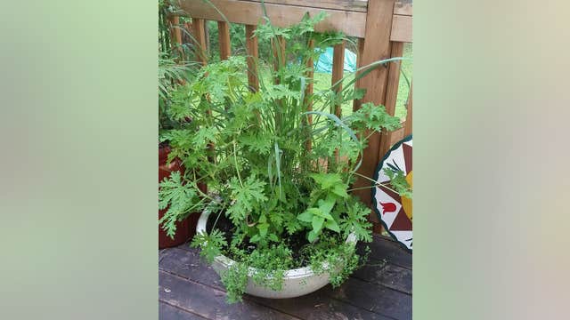 Natural remedies to repel mosquitoes