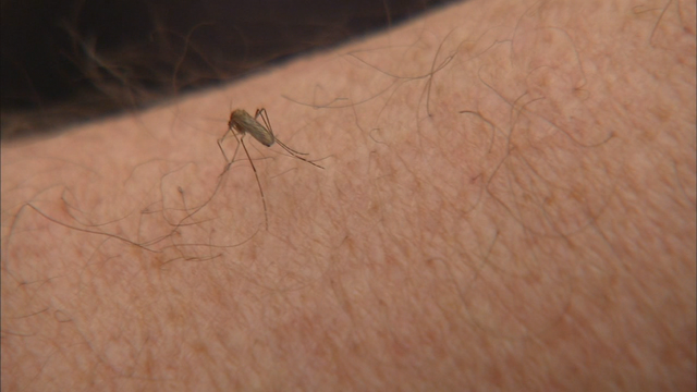 Pest expert: Winter's deep freeze won't save us from summer mosquitos