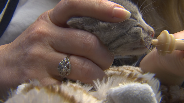 St. Paul cat rescue in need of volunteers to bottle feed young kittens