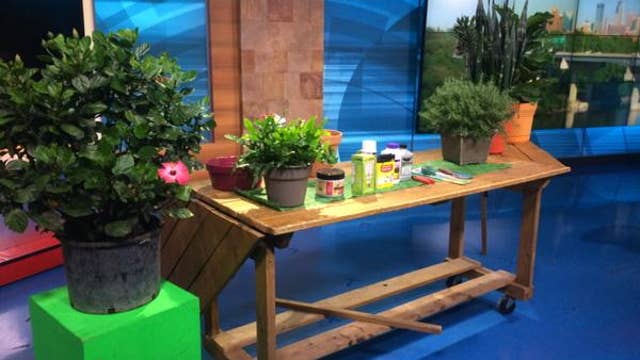 Now is the time to ready your plants for winter