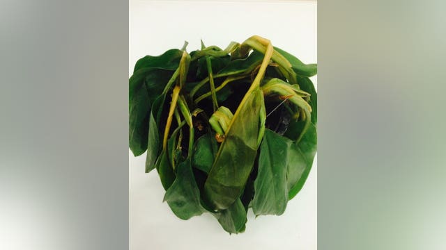 How to keep your indoor plants happy in the winter