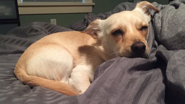 5 things every dog owner should know before Thanksgiving