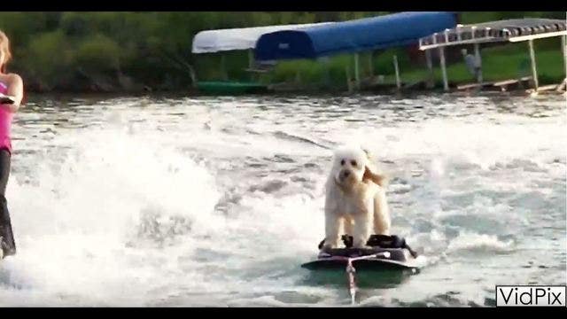 Bella the wakeboarding dog debuts tricks, more next week in Shakopee, Minn.