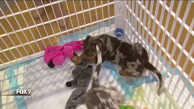 Secondhand Hounds partners with breweries to promote pet adoption