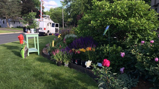 Best perennials to plant in your garden