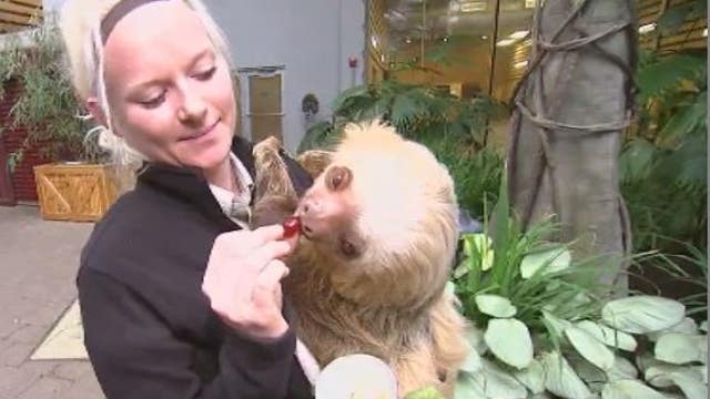 Tropical encounters in St. Paul, Minn.