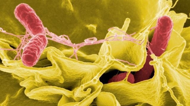 7 salmonella cases in Minnesota linked to frozen chicken entrees