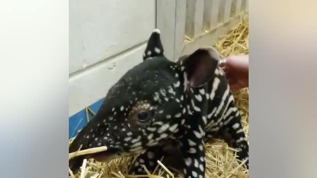 Endangered Malayan tapir calf born at Minnesota Zoo