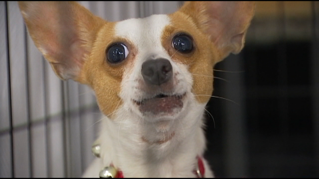 4 cases of canine influenza confirmed in Minnesota