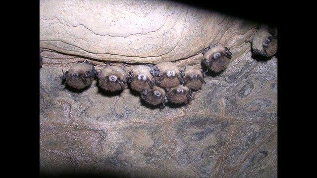 White-nose syndrome confirmed in Minnesota bats