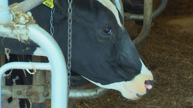 Is COVID-19 the dairy industry’s ‘Black Swan’ event?