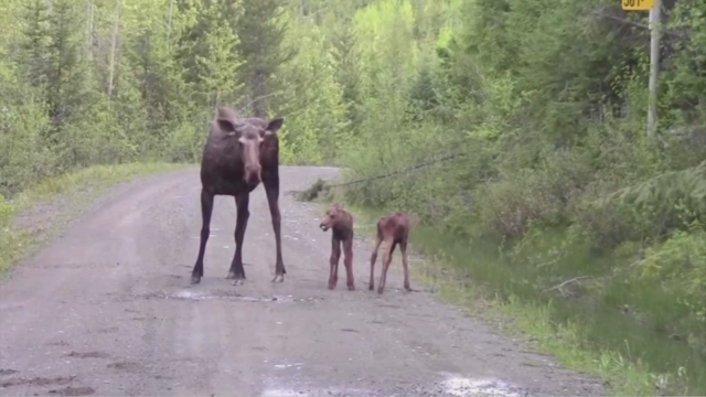 Minnesota's moose population remains stable for 8th consecutive year, DNR says