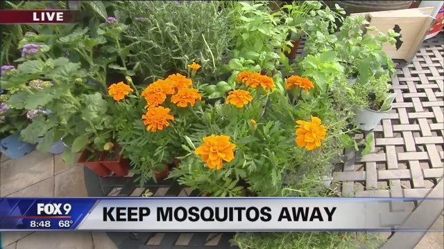 Mosquito-repelling plants