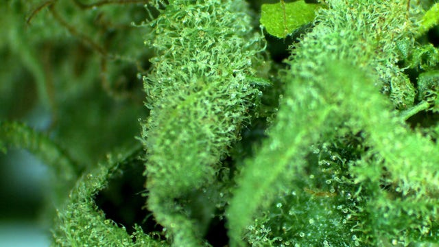 Minnesota-grown Katelyn Faith could be most CBD-rich medical cannabis