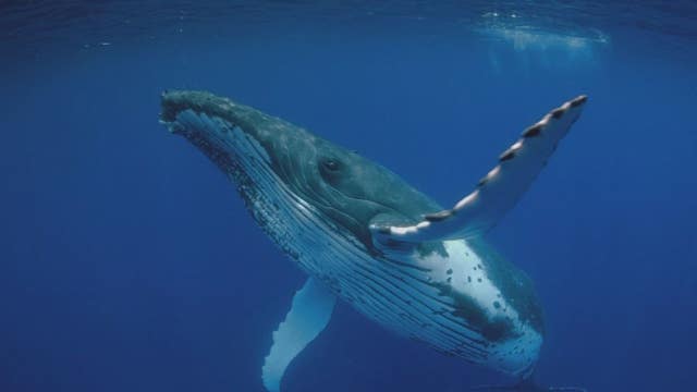 Omnifest kicks off Jan. 8