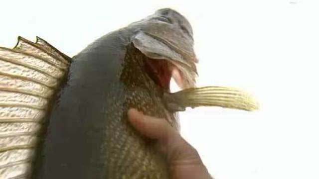 Lawmakers to hear testimony on Mille Lacs fishing restrictions