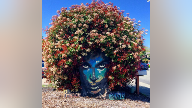 Blooming Prince bush in California draws crowds, worship of the late artist