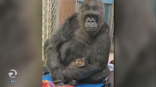 Koko, the Bay Area gorilla who knew sign language, dies at 46