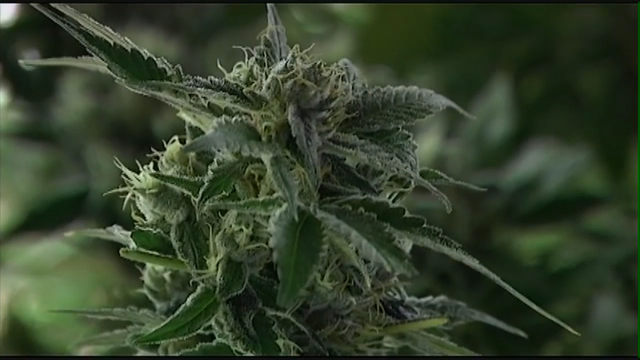 Minnesota House Democrats push for marijuana legalization - again