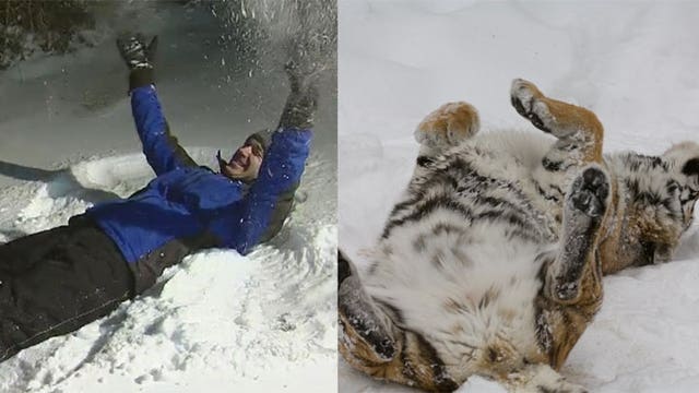 SNOW ANGELS: Cody Matz vs Minnesota Zoo tiger