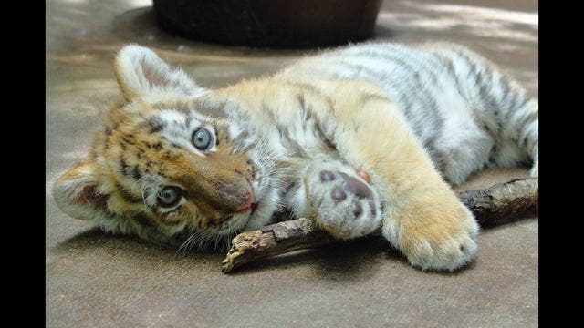 Name the Minnesota Zoo's tiger cub