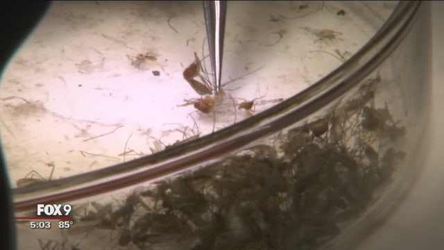 First cases of West Nile virus confirmed in Minnesota