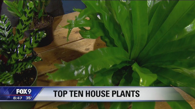 Garden Guy's top 10 house plants