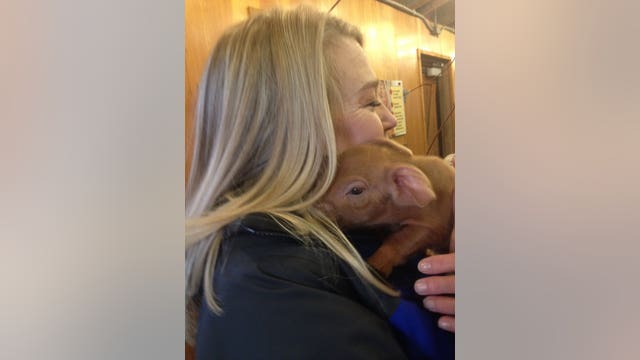 FARM BABIES! Spring brings cuteness to Minnesota Zoo