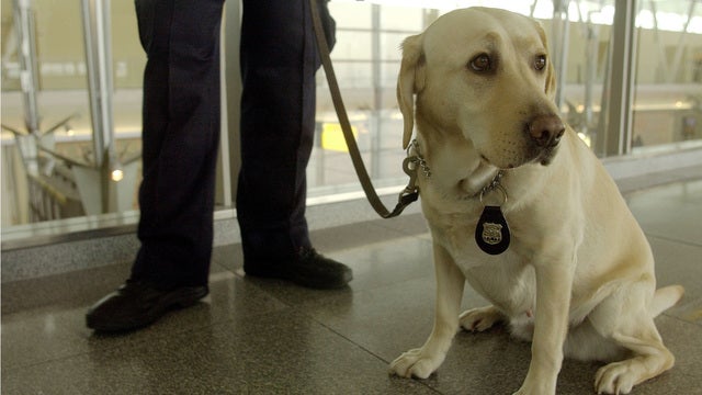 TSA to use more 'floppy-eared' dogs because they're less scary for kids