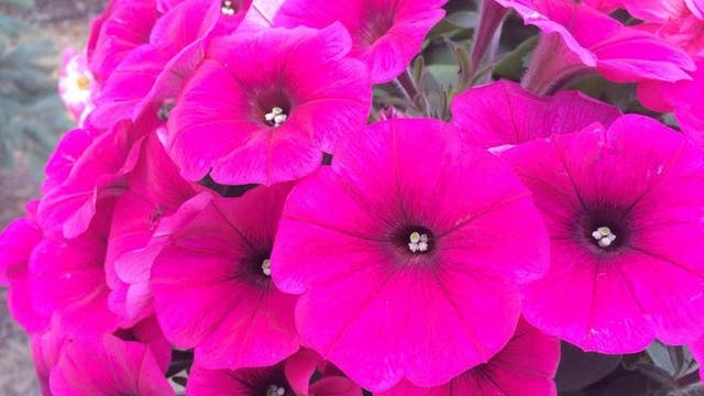 How to plant petunias