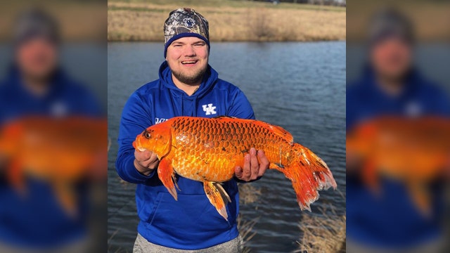 Kentucky fisherman catches massive 'goldfish' with biscuit